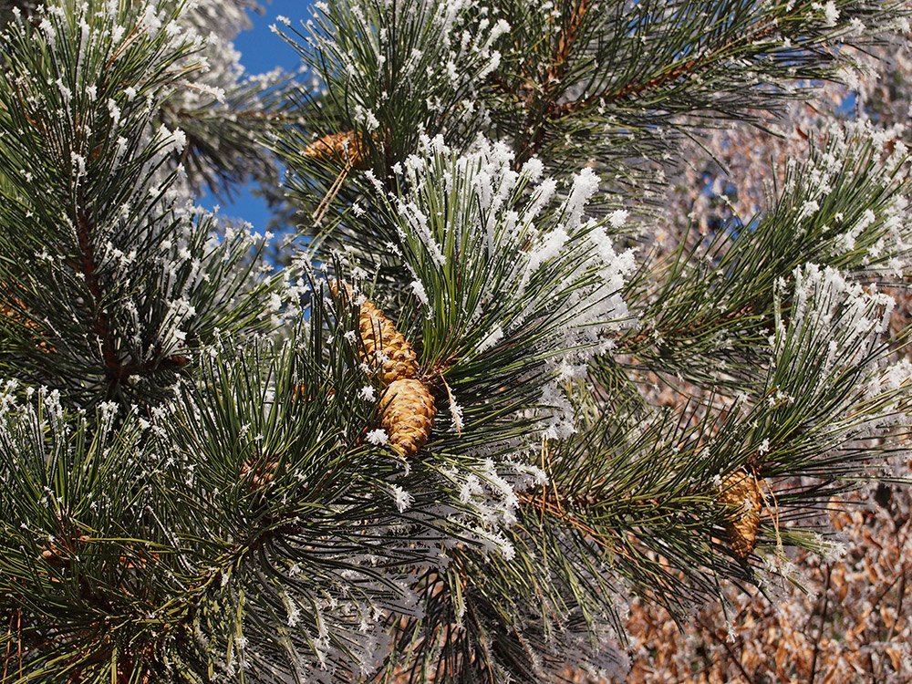 /Borovice černá, větvička se šiškou pod zmrzlou jinovatkou. /Borovice černá, větvička se šiškou pod zmrzlou jinovatkou.
