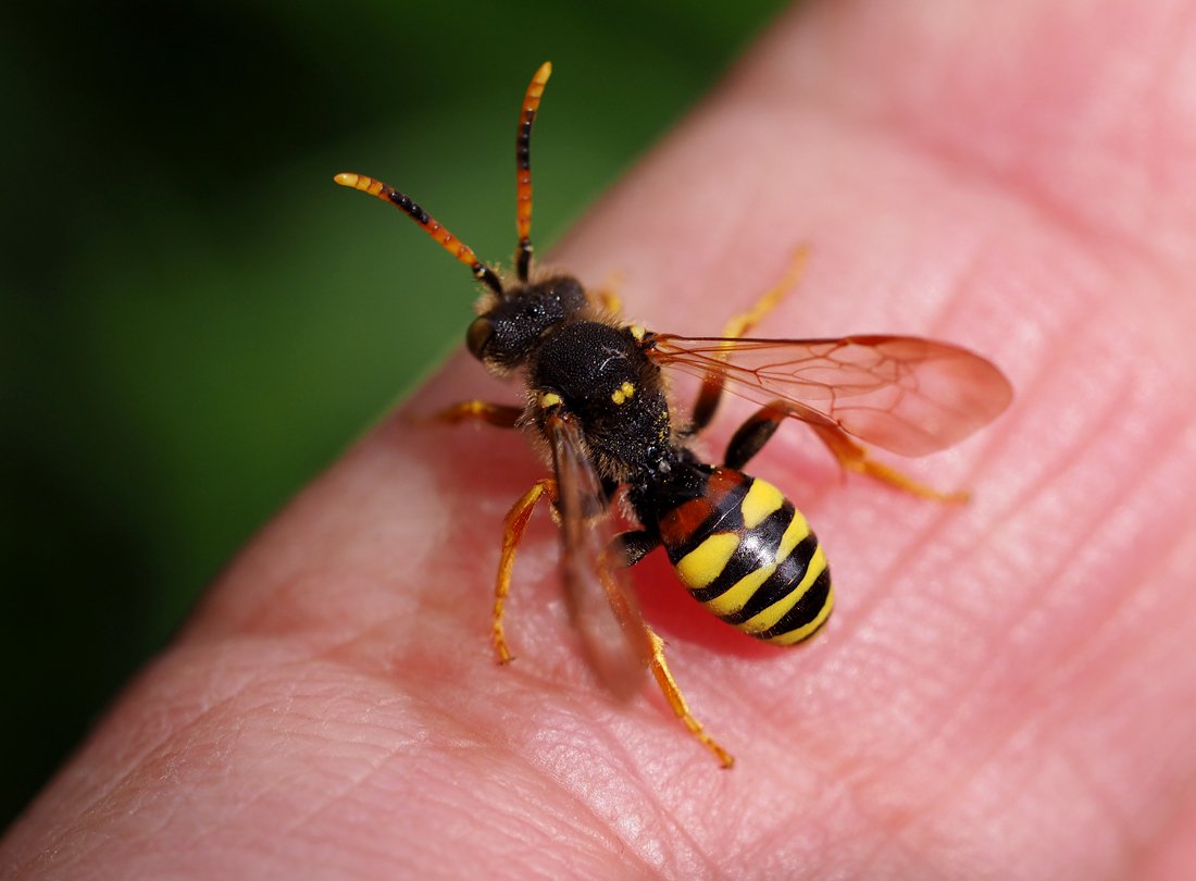 /Nomada bifasciata, sameček na ruce.