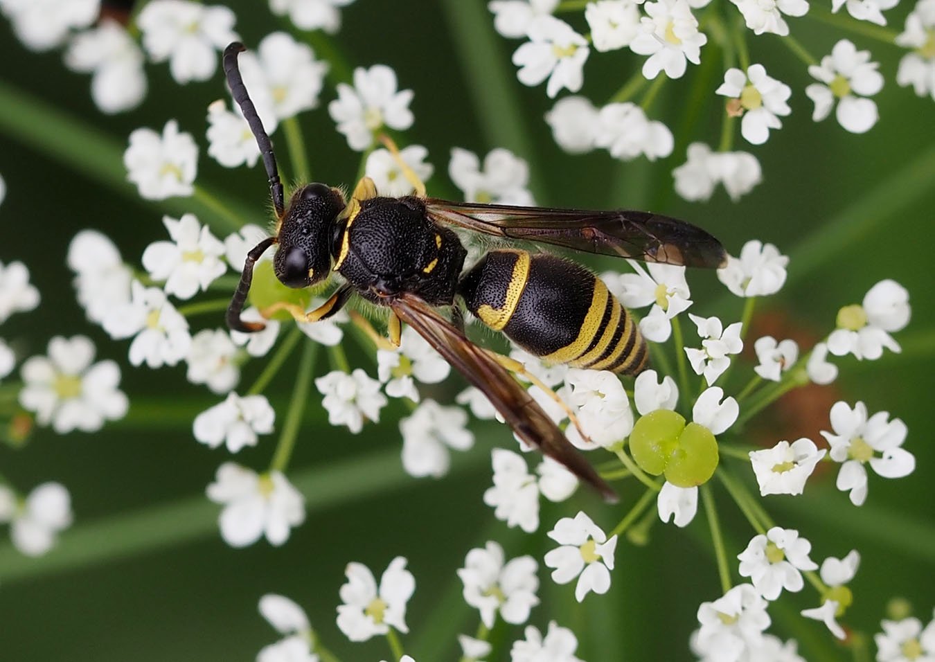 /Hrnčířka Ancistrocerus nigricornis - sameček.