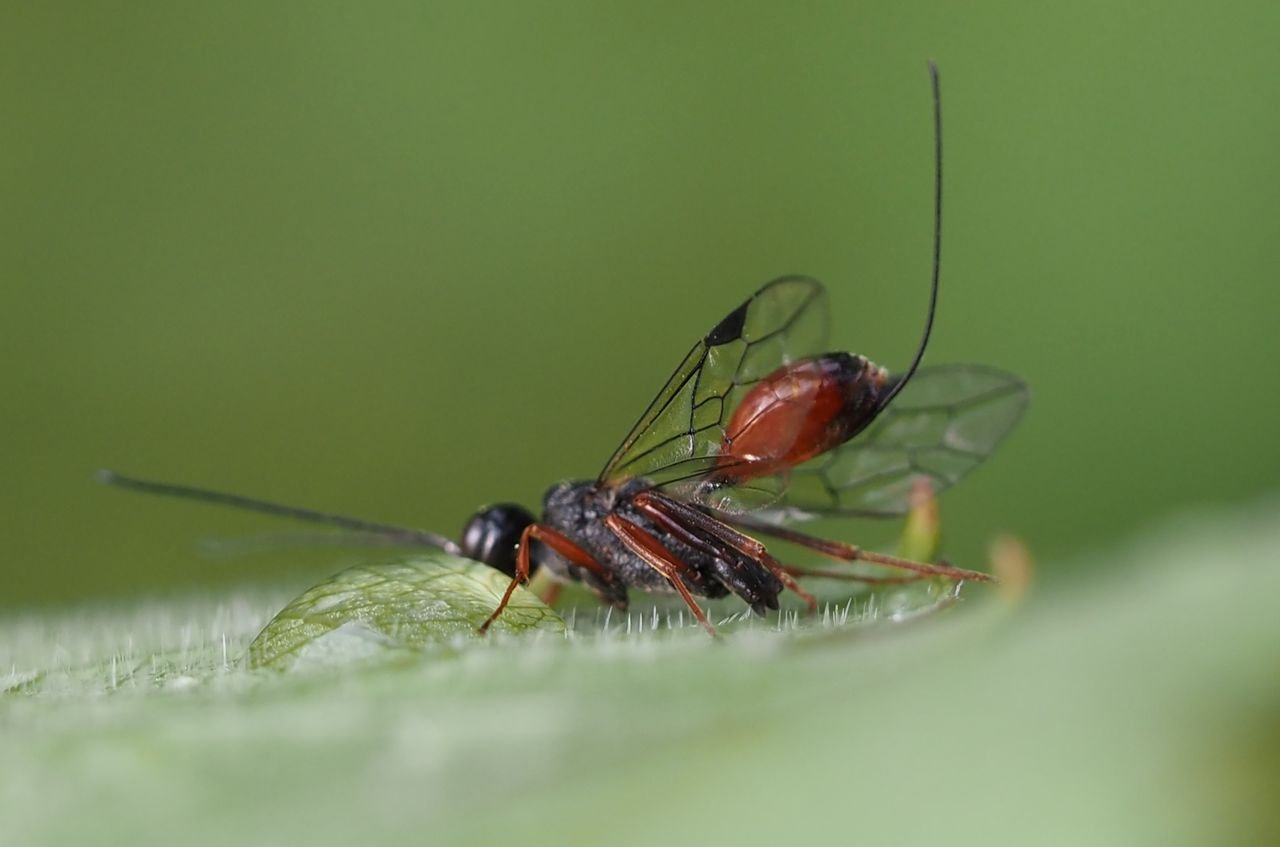 /Aulacus striatus - zobrazené žilky křídla.