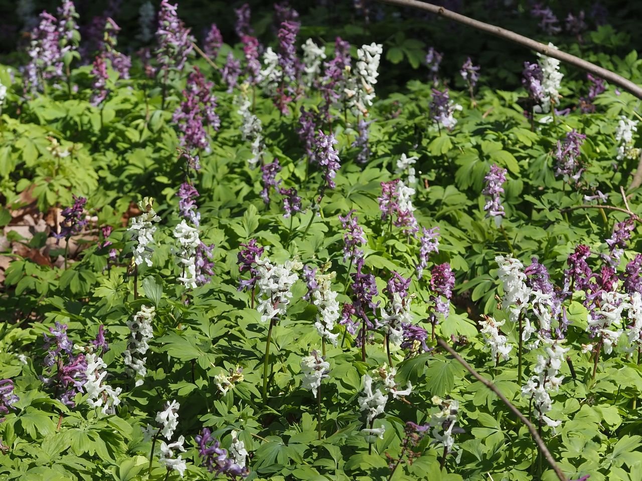 /Dymnivky v podrostu stromů.