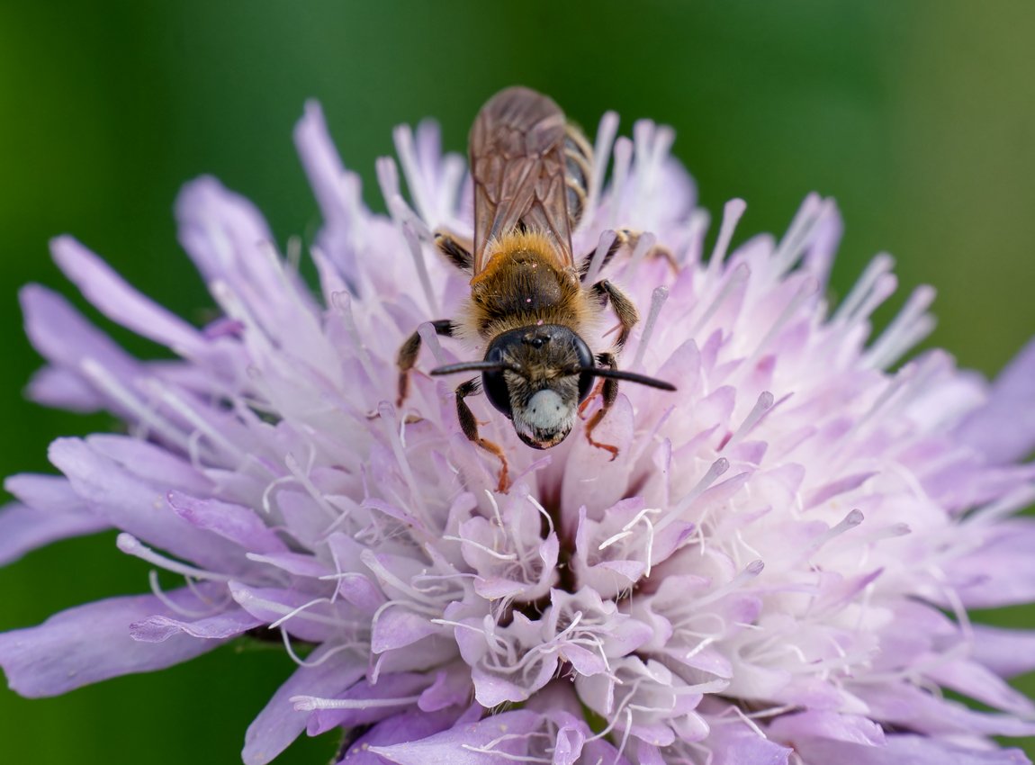 /Andrena hattorfiana, sameček na chrastavci.