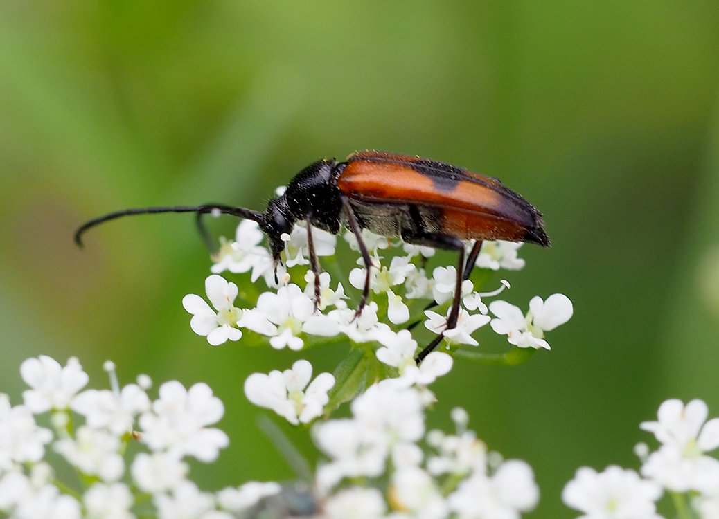 /Stenurella bifasciata, foto z boku.