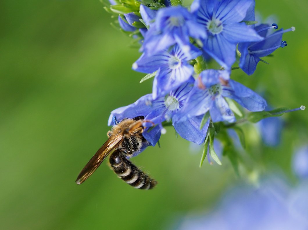 /Andrena curvungula, sameček.