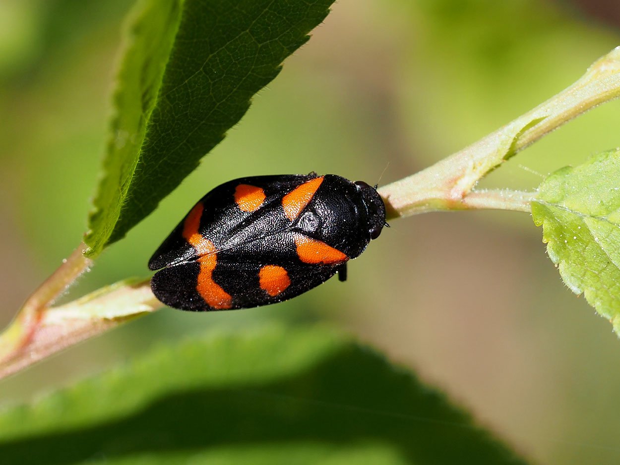 /Pěnodějka nížinná (Cercopis sanguinolenta)