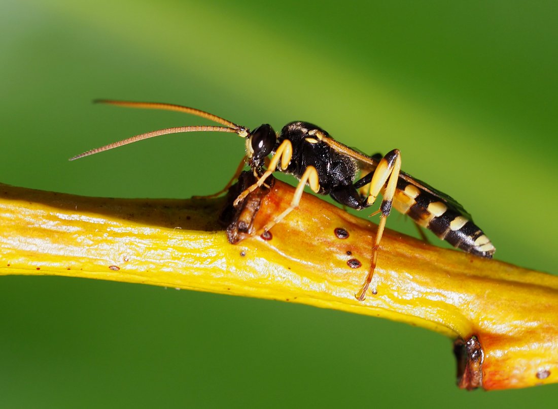 /Ichneumon sarcitorius, sameček foto z boku. /Ichneumon sarcitorius, sameček foto z boku.