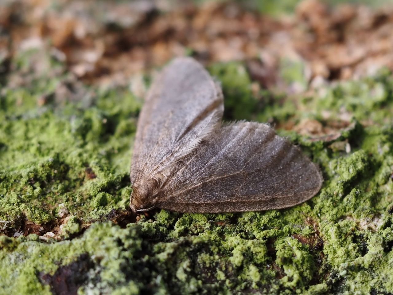 /Píďalka podzimní odpočívá na kůře stromu.