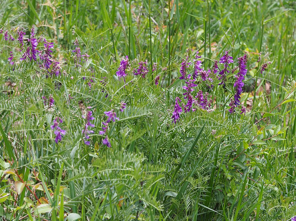/Vikev tenkolistá, porost v PP Dolní Šárka.