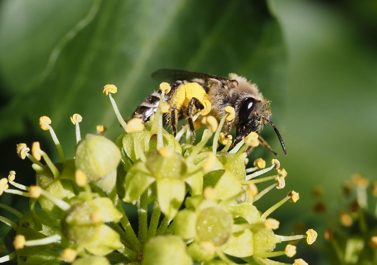 /Colletes hederae, samička s nákladem nasbíraného pylu saje i nektar. /Colletes hederae, samička s nákladem nasbíraného pylu saje i nektar.