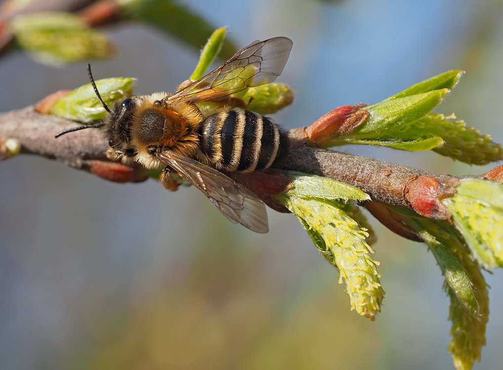/Vrba šedá a pískorypka fotografovaná shora.