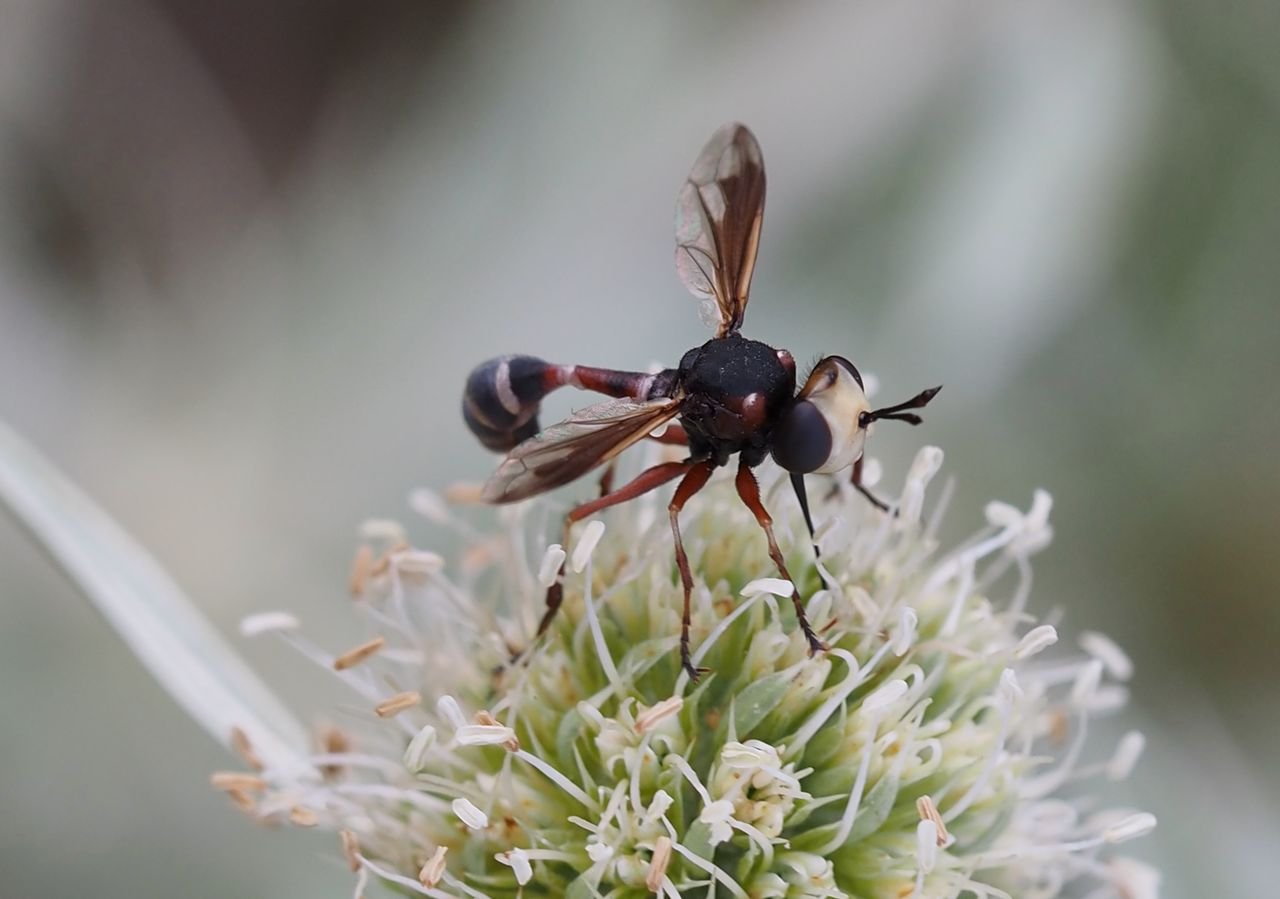 /Očnatka rodu Physocephala v červenci 2025 v Praze. /Očnatka rodu Physocephala v červenci 2025 v Praze.