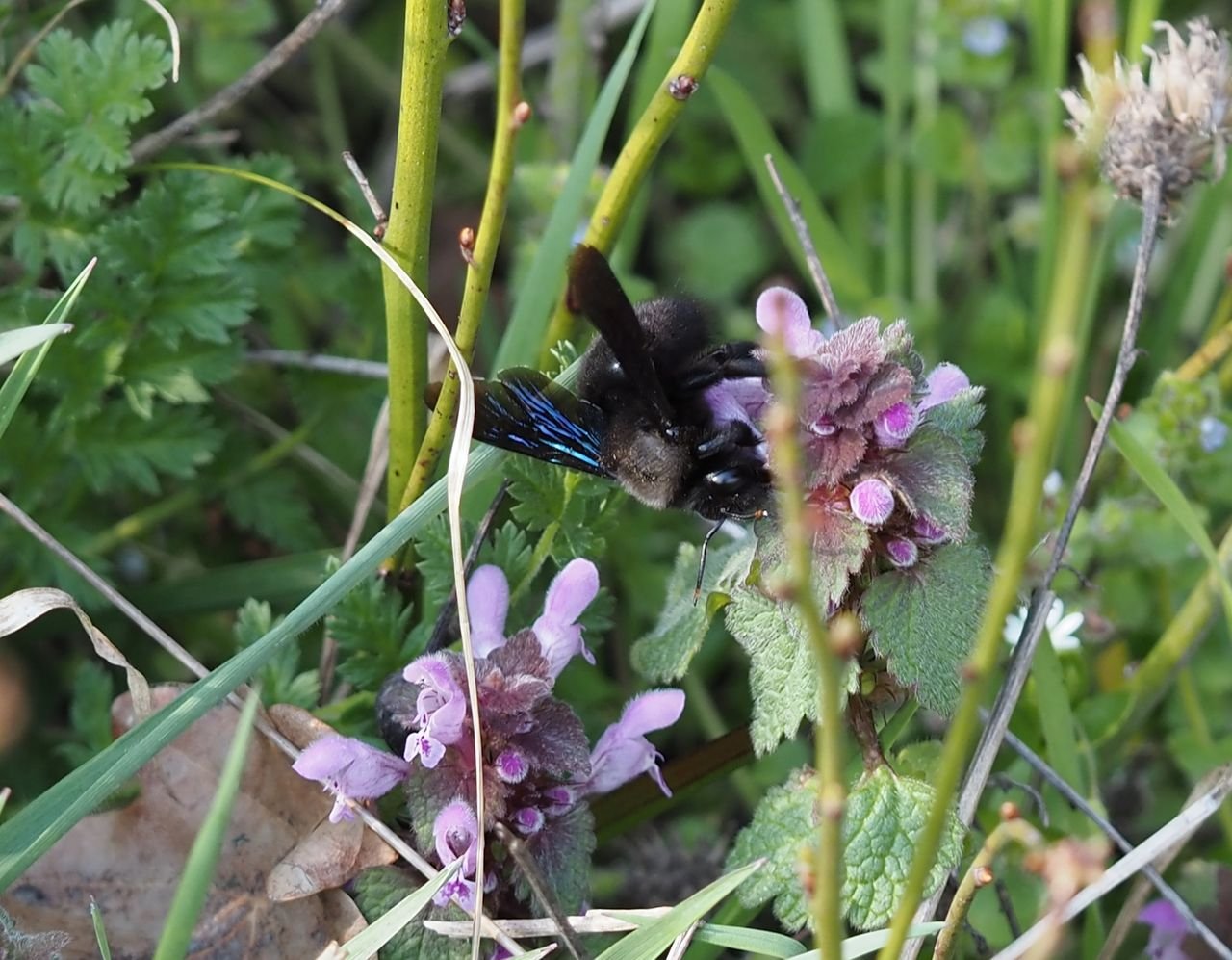 /Drvodělka na hluchavce nachové.