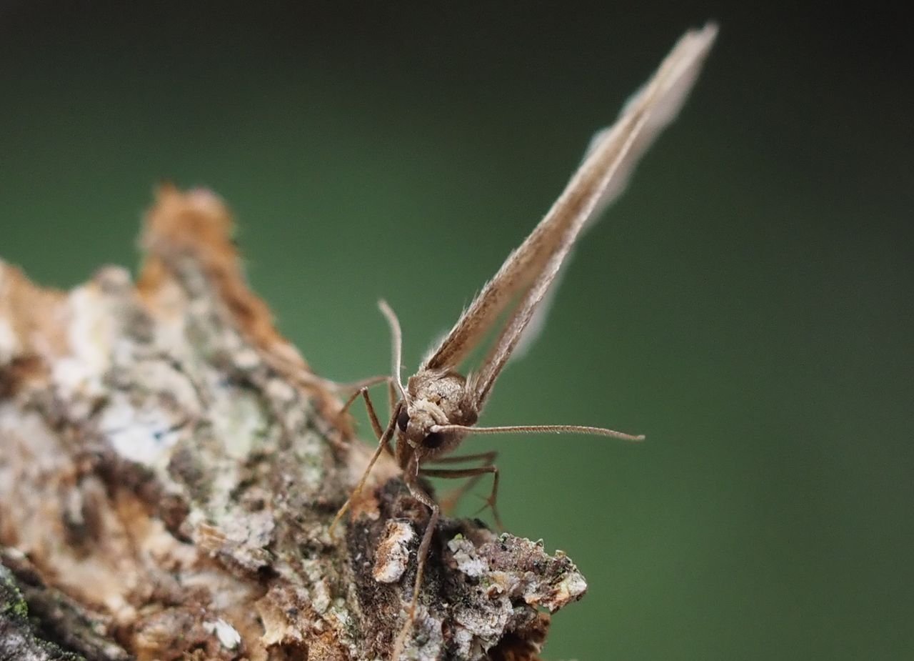 /Píďalka po vyrušení rychle zdvihá křídla k odletu.