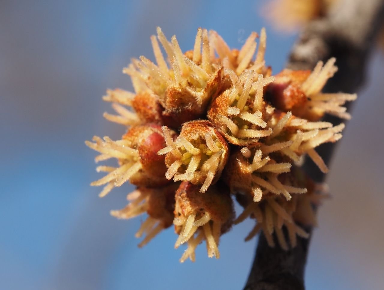 /Javor stříbrný, samičí kvítky - detail.