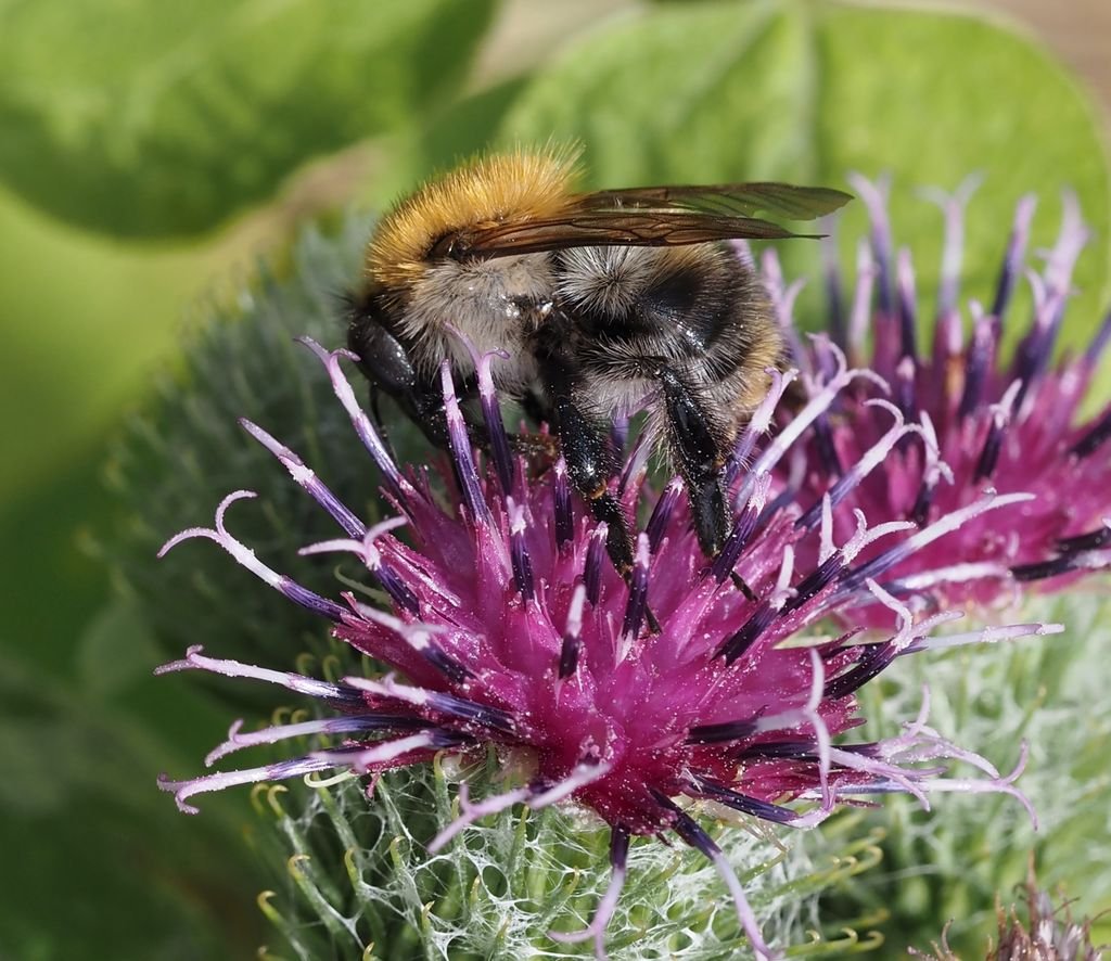 /Čmelák rolní na lopuchu.