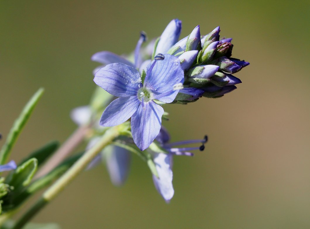 /Veronica prostrata, kvítek v detailu.