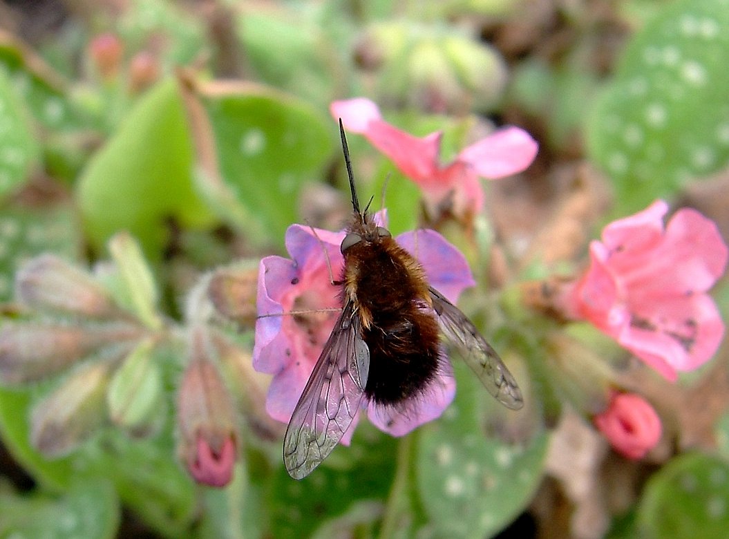 /Bombylius discolor, dlouhososka hnědoskvrnná. /Bombylius discolor, dlouhososka hnědoskvrnná.