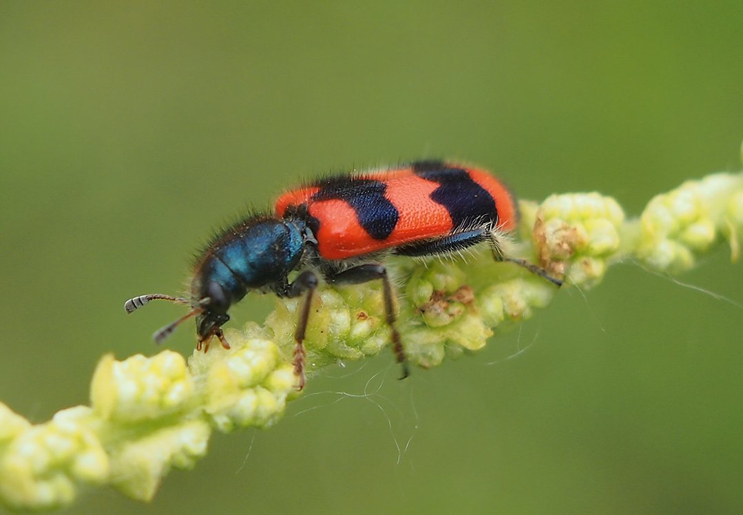 /Pestrokrovečník včelový, fotografie z boku. /Pestrokrovečník včelový, fotografie z boku.