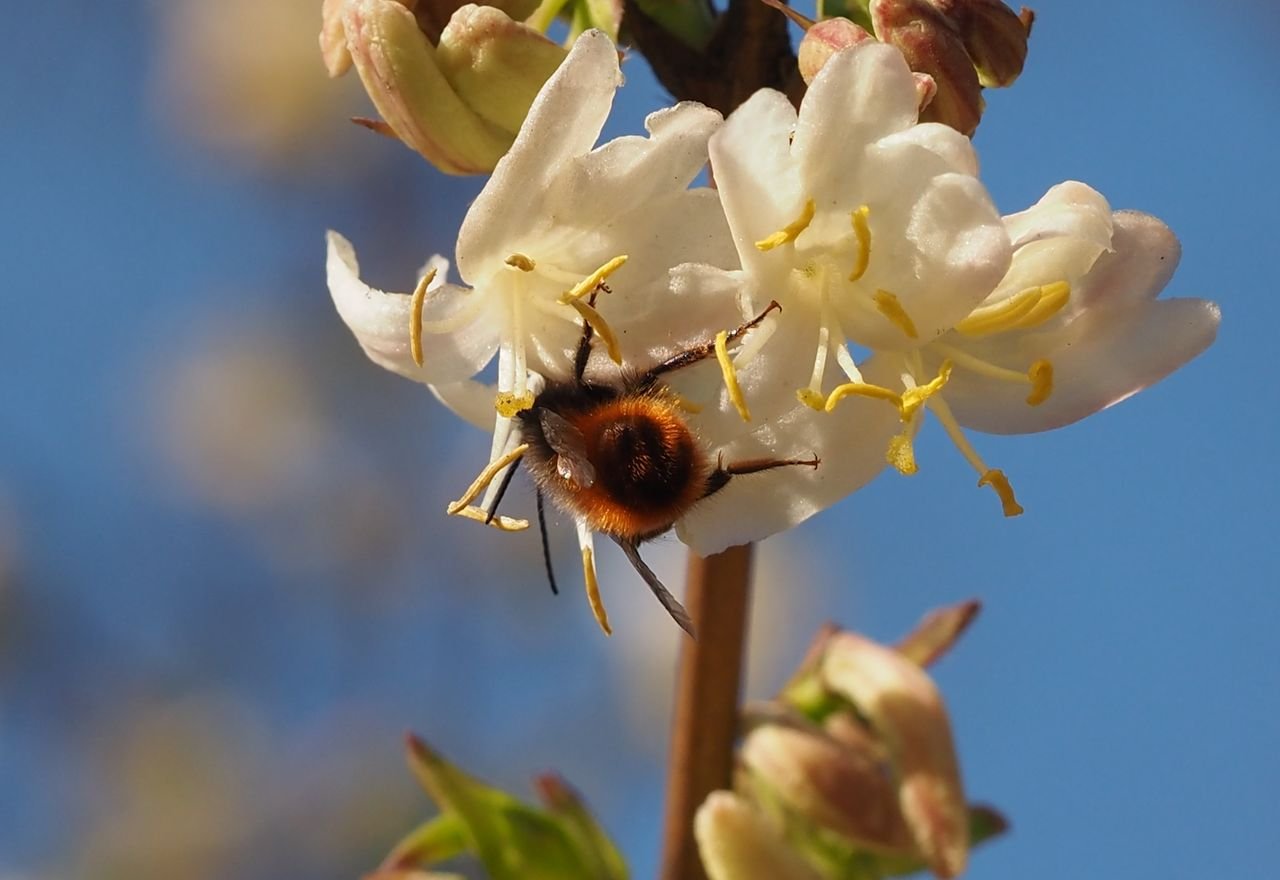 /Zednice rohatá - samec při sání v kvítcích ukazuje jen zadeček a svoje dlouhá tykadla.