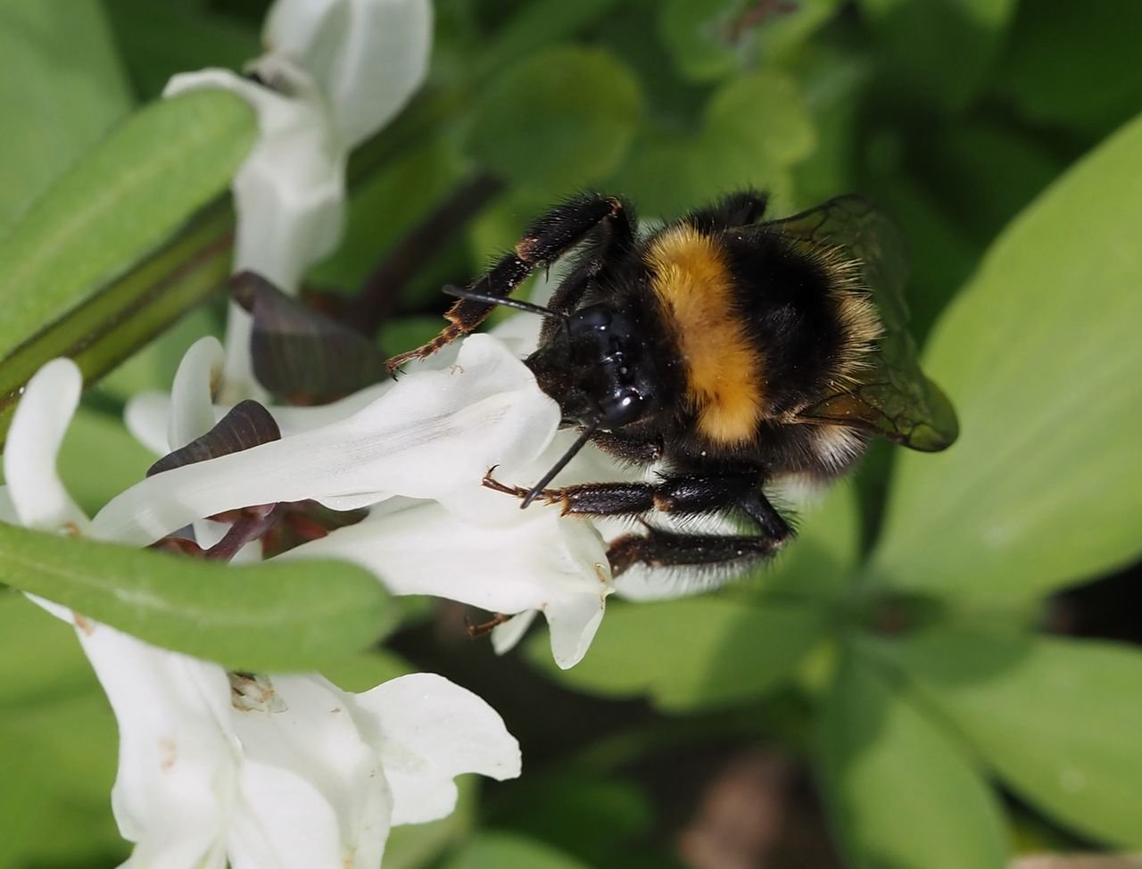 /Čmelák zahradní proniká hluboko do kvítku dymnivky.
