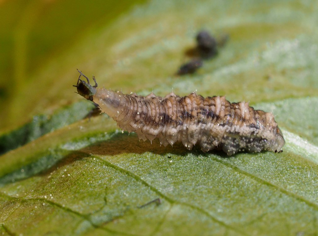 /Larva pestřenky žere mšici.