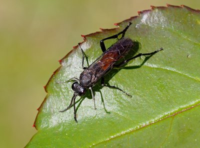 Macrophya annulata  -  pilatka červená