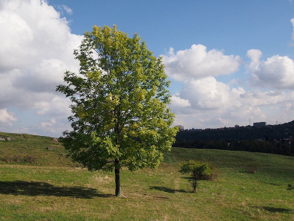 /Jasan ztepilý, mladý strom na skále v Divoké Šárce. /Jasan ztepilý, mladý strom na skále v Divoké Šárce.