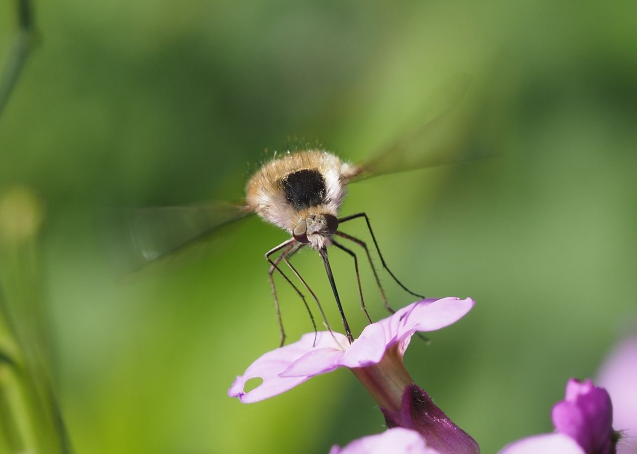 /Dlouhososka saje nektar z květu večernice vonné. /Dlouhososka saje nektar z květu večernice vonné.