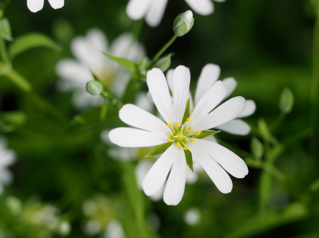 Ptačinec velkokvětý Stellaria holostea | Blanokřídlí v Praze