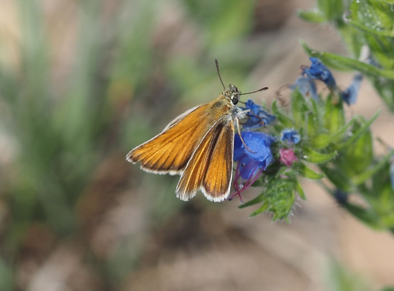 /Soumračník čárečkovaný.