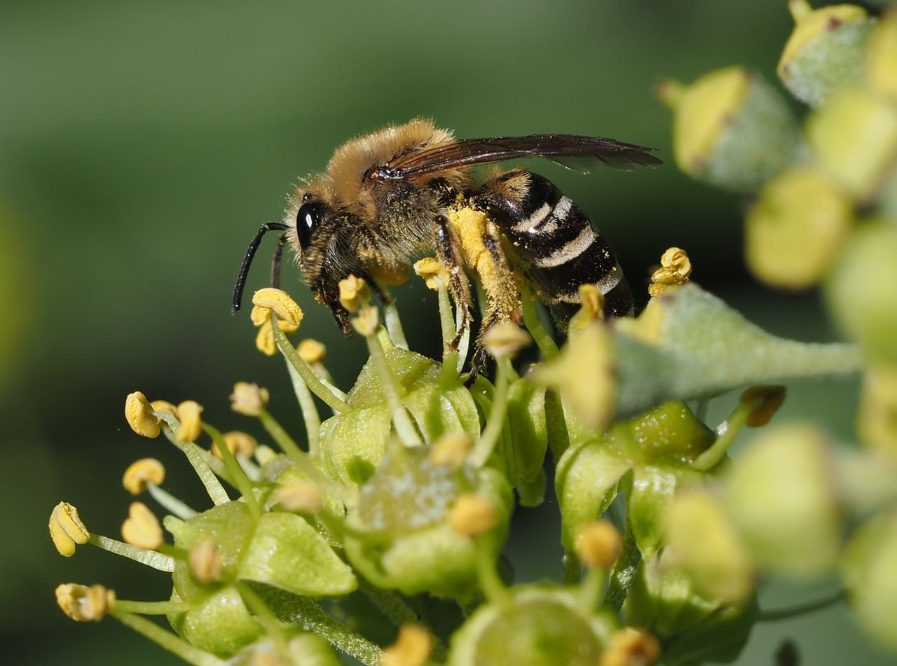 /Colletes hederae, samička v září 2025 v Praze.