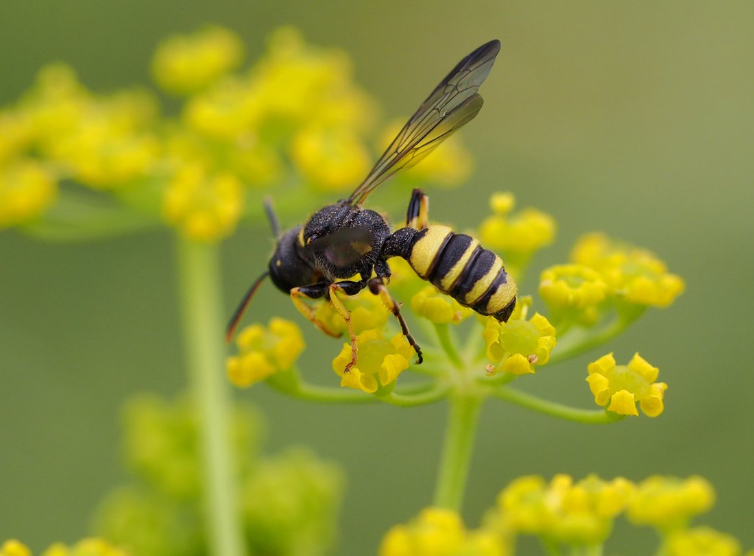 /Cerceris quadricincta, zadeček.