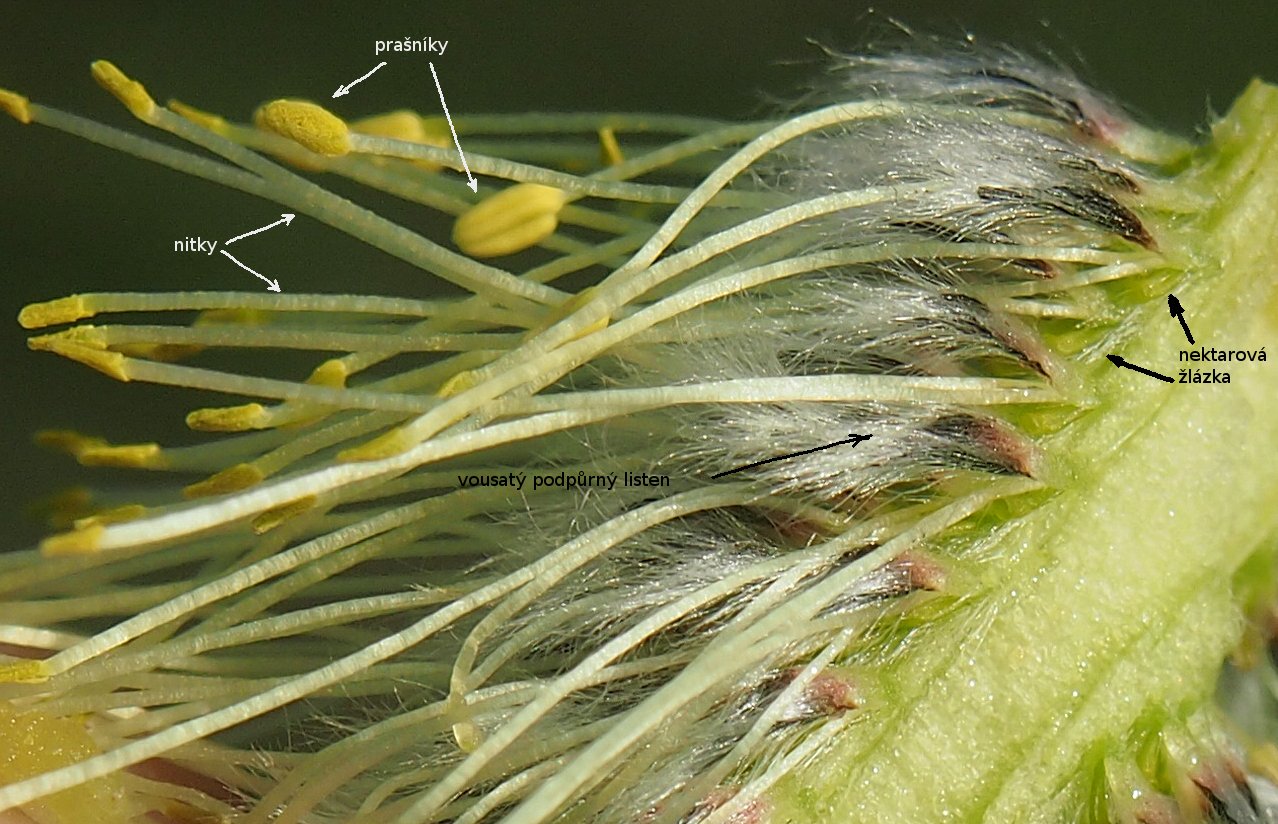/Vrba jíva, detail samčí jehnědy s popisem.