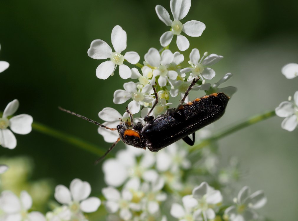 /Páteříček tmavý - Cantharis obscura.