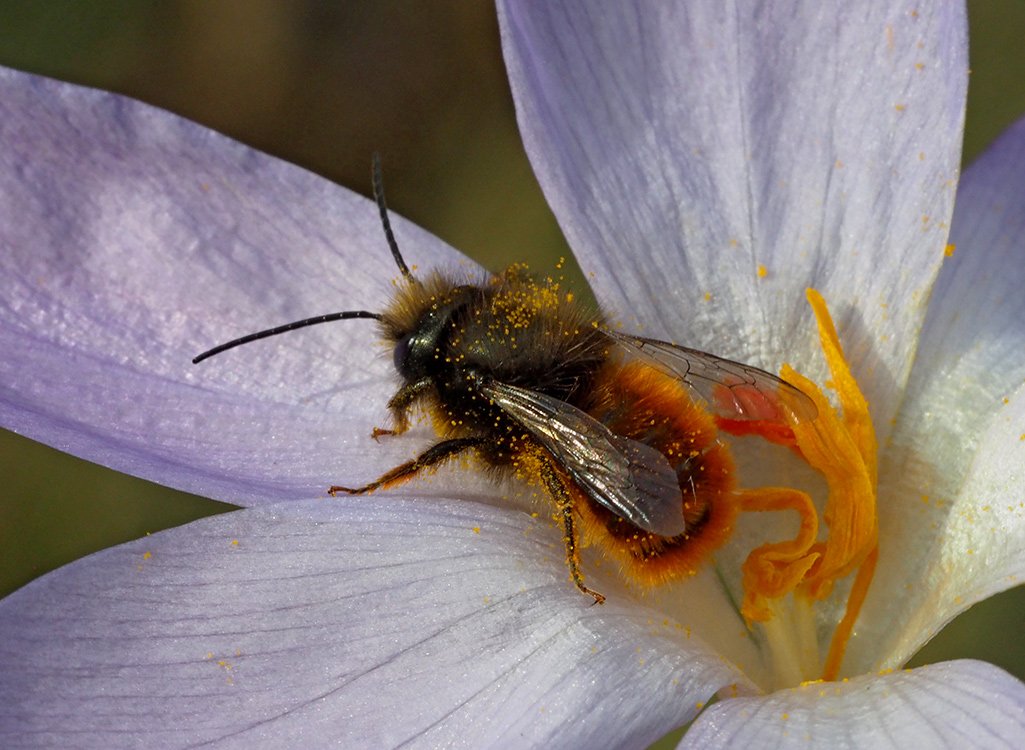 /Krokus a sameček zednice rohaté.