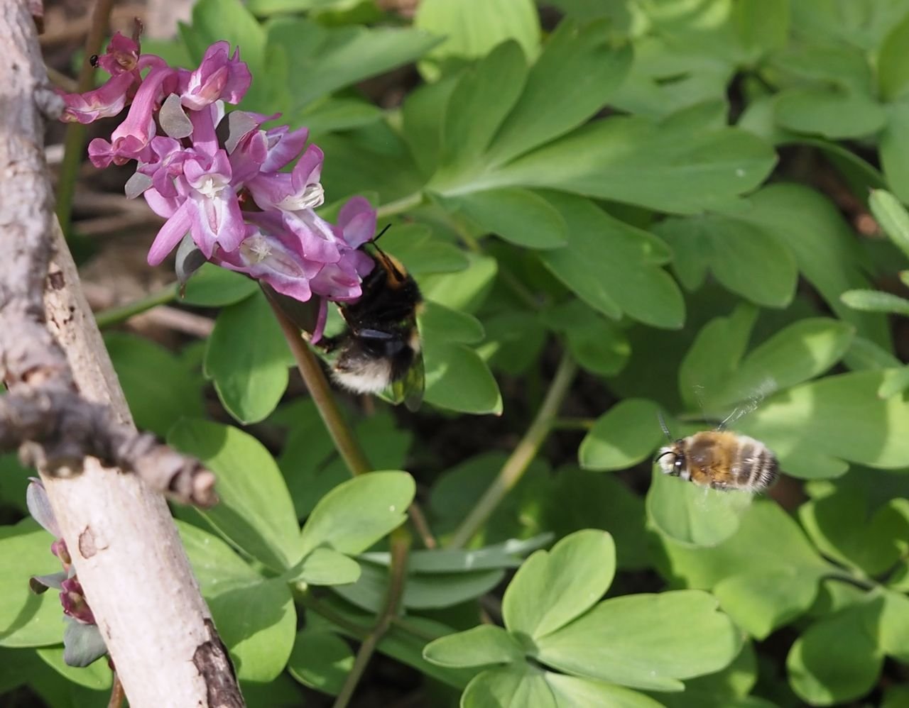 /Pelonoska hluchavková. Sameček kontroluje svoje území mezi dymnivkami.