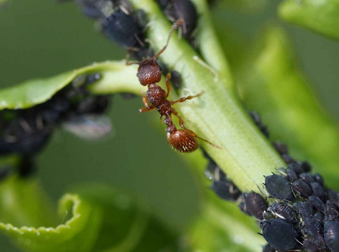 /Dělnice mravence Myrmica mezi mšicemi na brslenu. /Dělnice mravence Myrmica mezi mšicemi na brslenu.