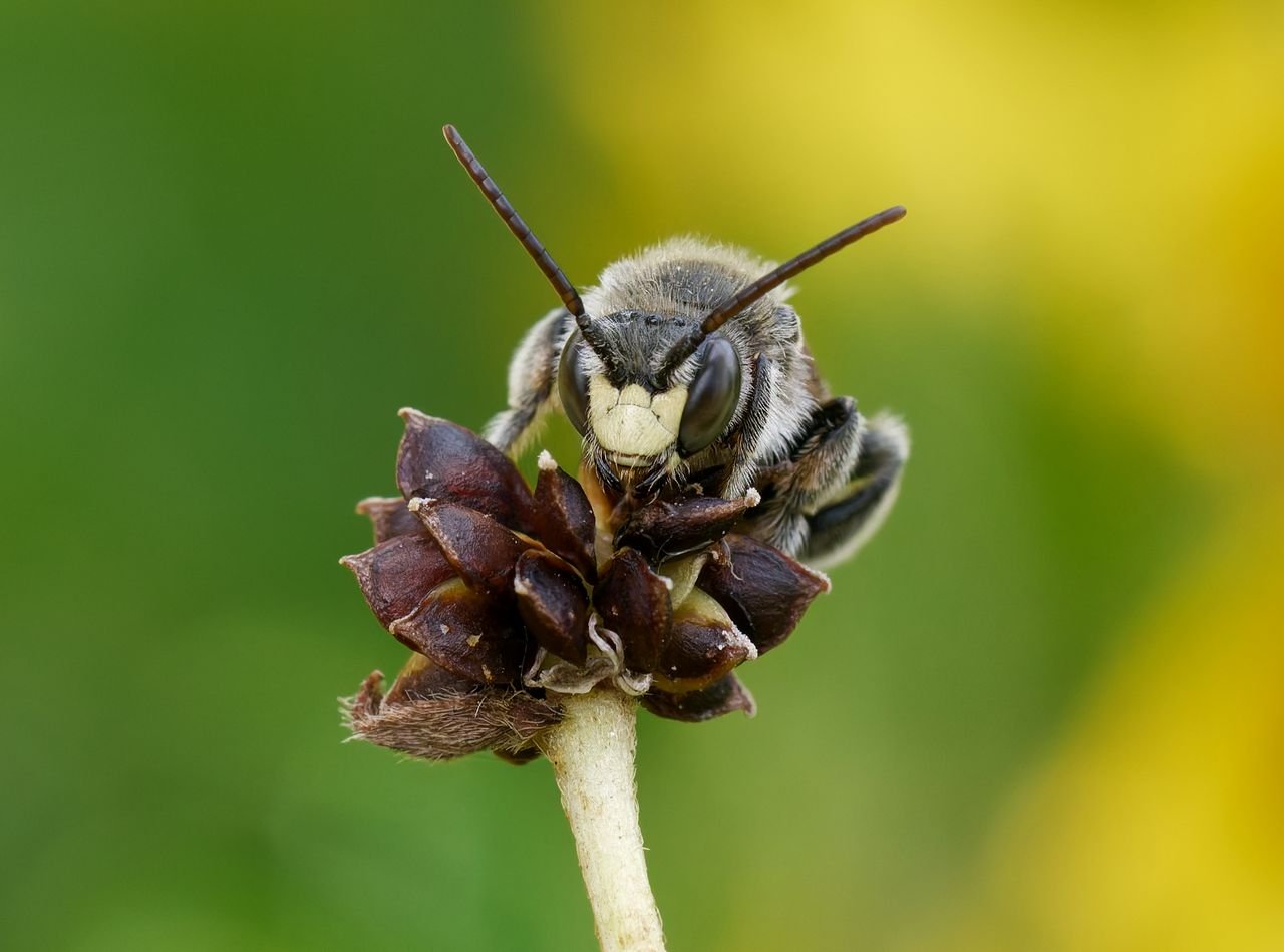 /Macropis fulvipes - portrét samečka. Foto Radim Herman. /Macropis fulvipes - portrét samečka. Foto Radim Herman.