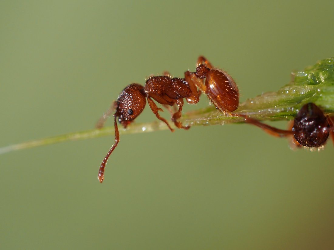 /Dělnice rodu Myrmica, foto z boku. /Dělnice rodu Myrmica, foto z boku.