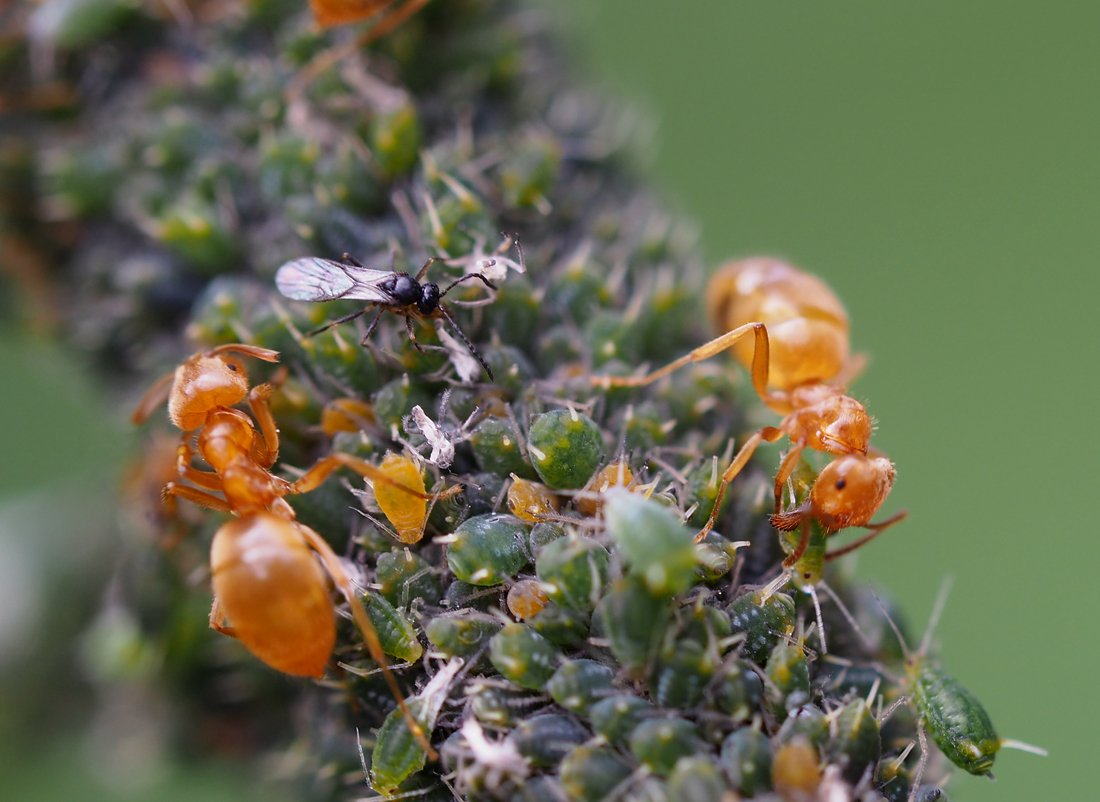 /Lasius umbratus a drobný mšicomar. /Lasius umbratus a drobný mšicomar.