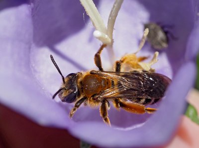 Pískorypka křivonohá