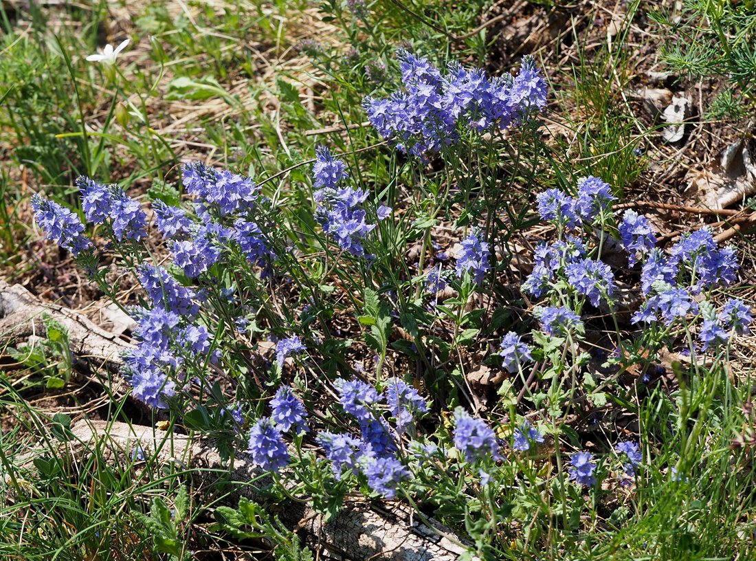 /Veronica prostrata, rostlina v plném květu. /Veronica prostrata, rostlina v plném květu.