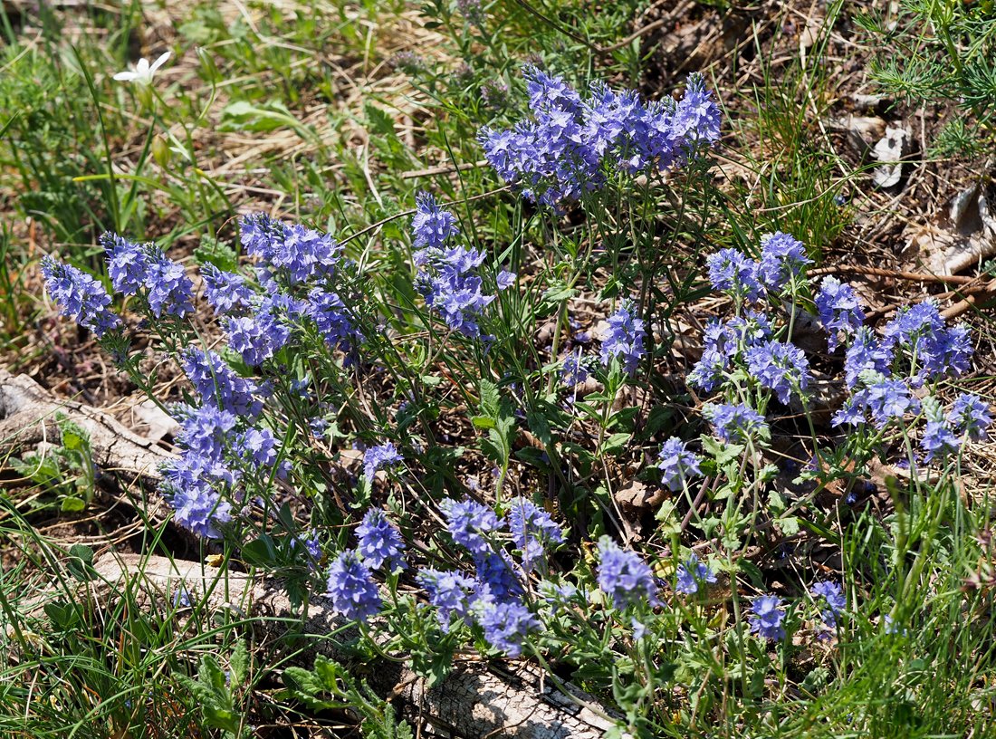 /Veronica prostrata, rostlina v plném květu.