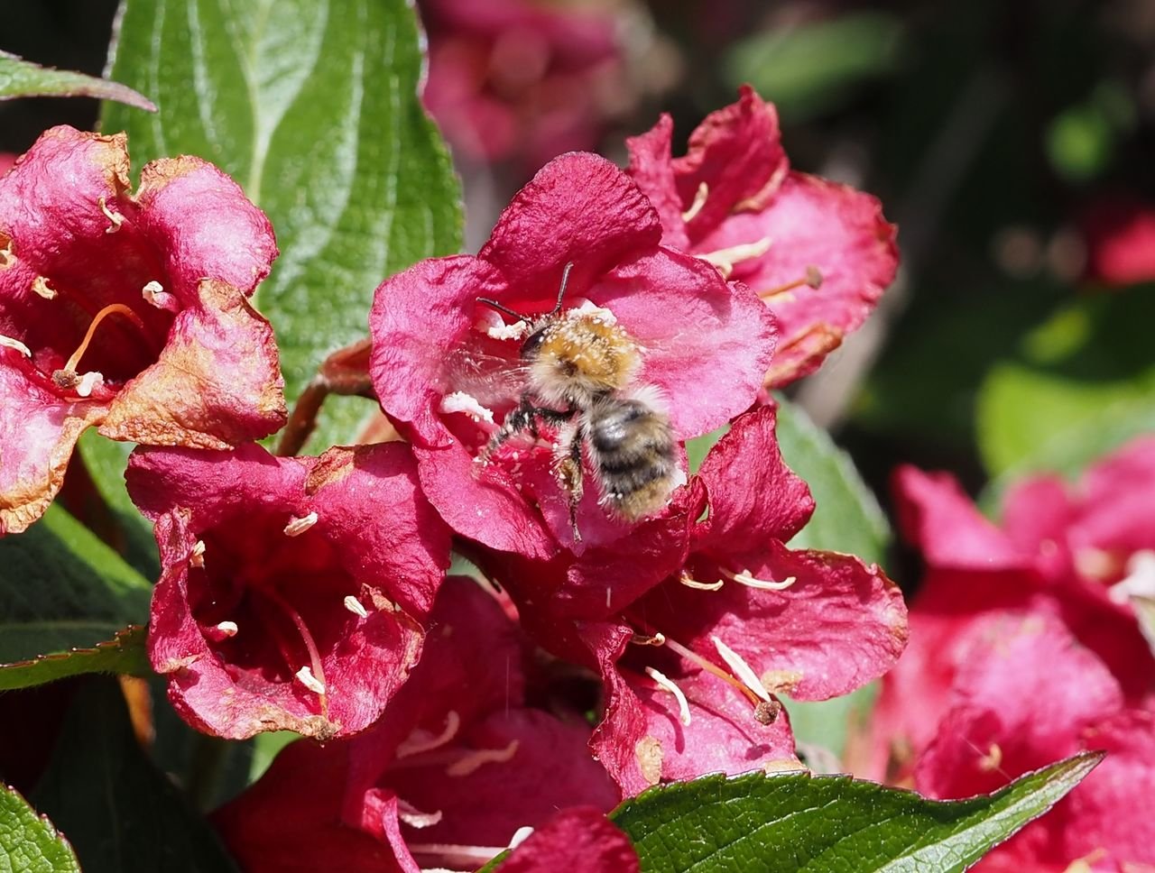/Vajgelie, květy se čmelákem. /Vajgelie, květy se čmelákem.