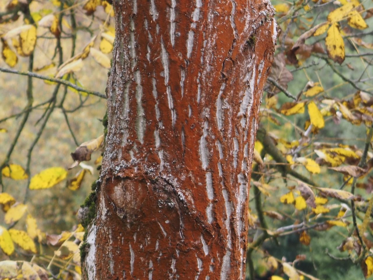 /Červená řasa na kmenu ořešáku - detail.