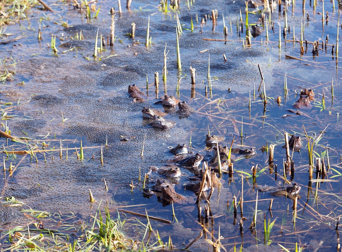 /Skokani hnědí a jejich snůška vajec.
