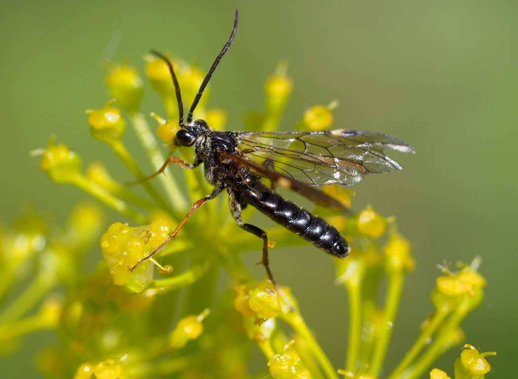 /Tenthredopsis tarsata na odletu. /Tenthredopsis tarsata na odletu.