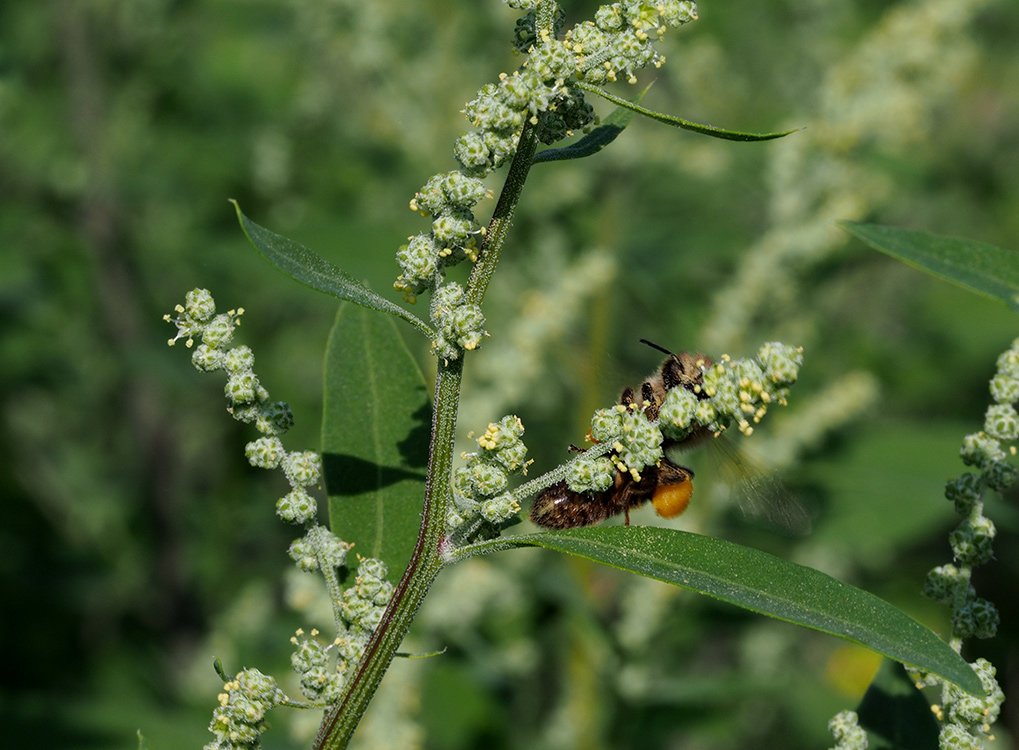 /Merlík se včelou medonosnou na květní lodyze.