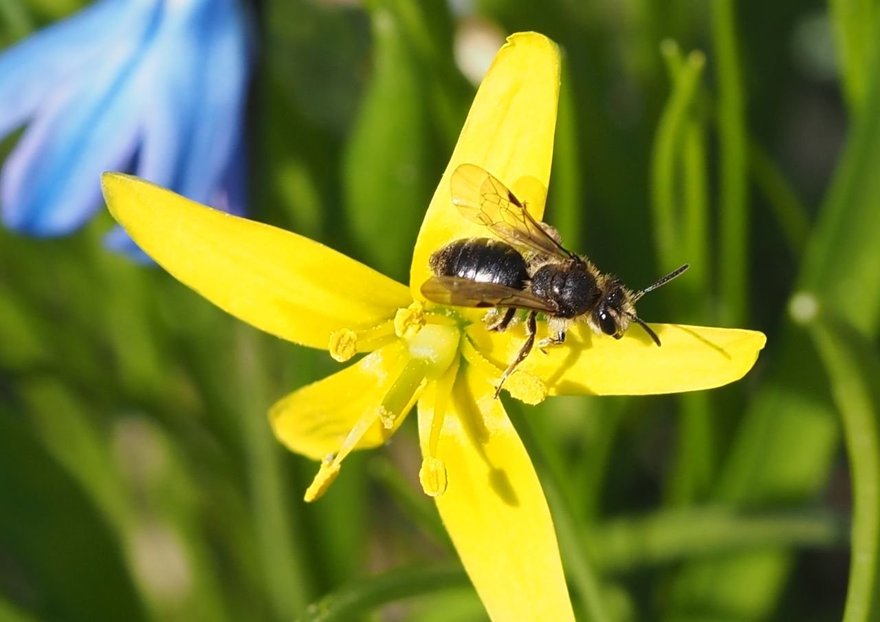 /Andrena minutula na kvítku křivatce.