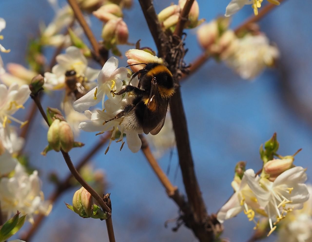 /Čmelák zahradní na kvítcích zimolezu.